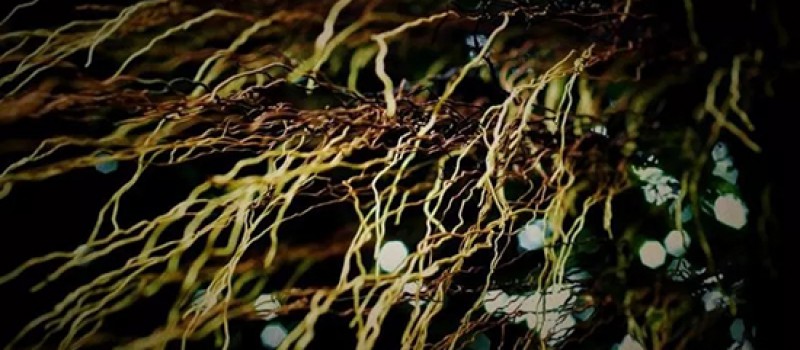 蔬菜要高产,生根养根微生物菌剂产品你选对了吗?